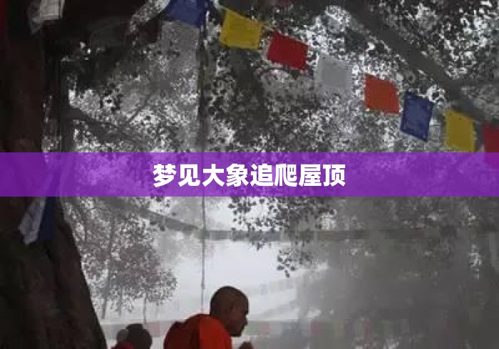 梦见大象追爬屋顶 梦见大象追爬屋顶