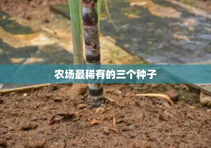 农场最稀有的三个种子