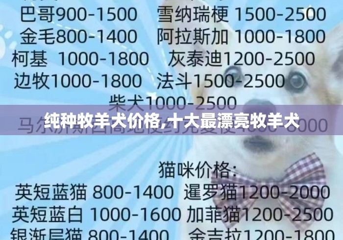 纯种牧羊犬价格,十大最漂亮牧羊犬