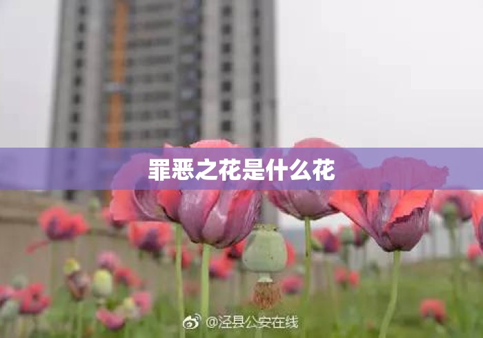 罪恶之花是什么花
